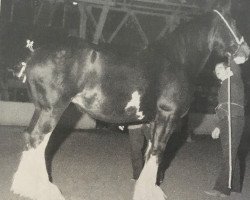 broodmare Armageddon's Mistress Delilah (Clydesdale, 1986, from Solomon's Commander)