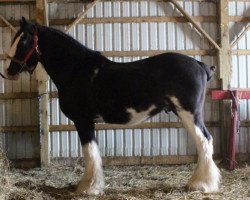 Deckhengst Blackgate Connor (Clydesdale, 2002, von Armageddon's Lord Aaron)