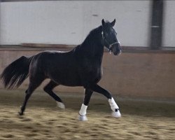 broodmare Amazing Caramia v.d. Willenburg (Westphalian, 2018, from Amazon 4)