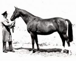 broodmare Blindschleiche (Trakehner, 1924, from Pirol)