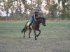 dressage horse Heinrich 50 (German Riding Pony, 2012, from Hesselteichs Grimaldi)