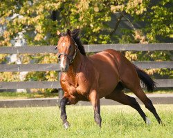 stallion Majesticperfection xx (Thoroughbred, 2006, from Harlan's Holiday xx)