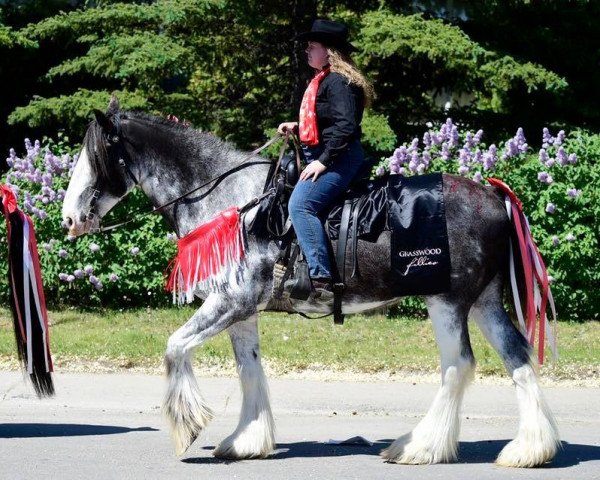 horse Hill Topper Connor's James (Clydesdale, 2007, from Blackgate Connor)