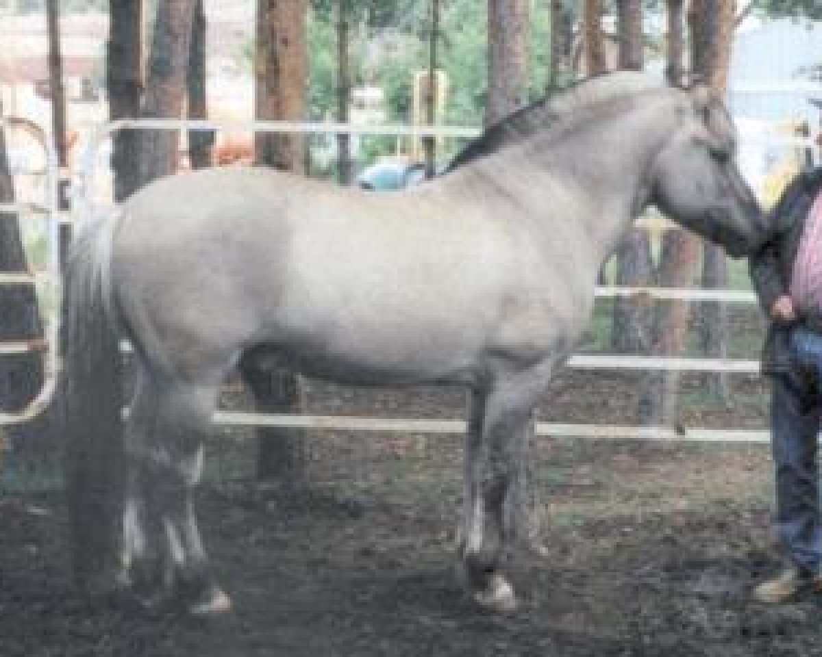 horse Bjorn-Knutson (Fjord Horse, 1992, from Knut N-W-057-S)