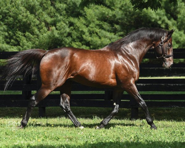 stallion Warriors Reward xx (Thoroughbred, 2006, from Medaglia d'Oro xx)