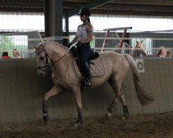 dressage horse Oseye (German Riding Pony, 2012, from Okawango Alpha)