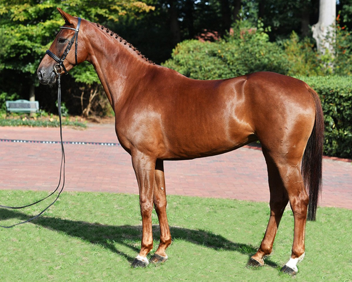 broodmare Stakkariealla (Hanoverian, 2012, from Stakkato)