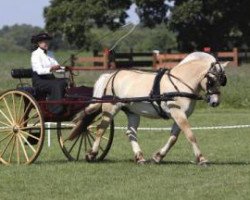 horse Prisco (Fjord Horse, 1995, from Halstor I)