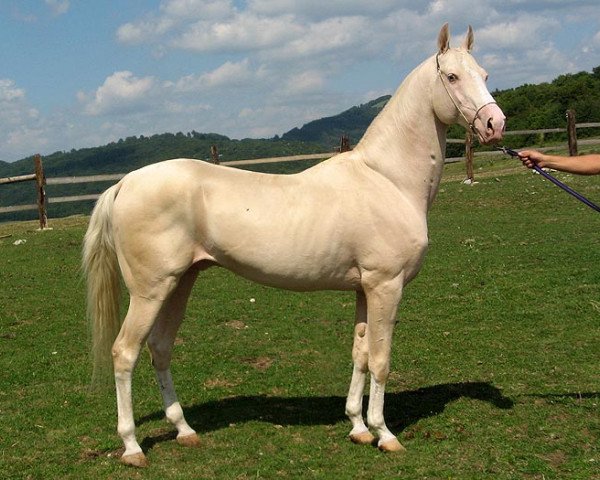 stallion Gagur (Akhal-Teke, 1997, from Gigant 17)