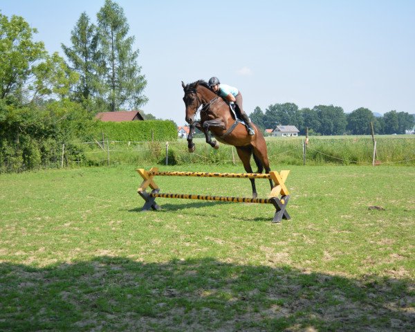 broodmare Faustus Fanni (Hungarian Warmblood, 2008, from Faustus Fellini)