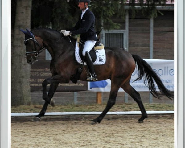 dressage horse Tabajero (Hanoverian, 2014, from Tomahawk)