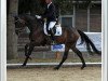 dressage horse Tabajero (Hanoverian, 2014, from Tomahawk)