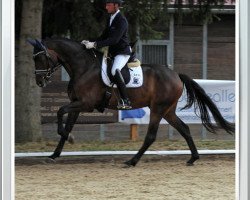 dressage horse Tabajero (Hanoverian, 2014, from Tomahawk)