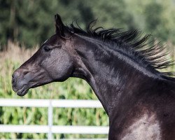 broodmare Ria Granada (Hanoverian, 1997, from Rio Branco)