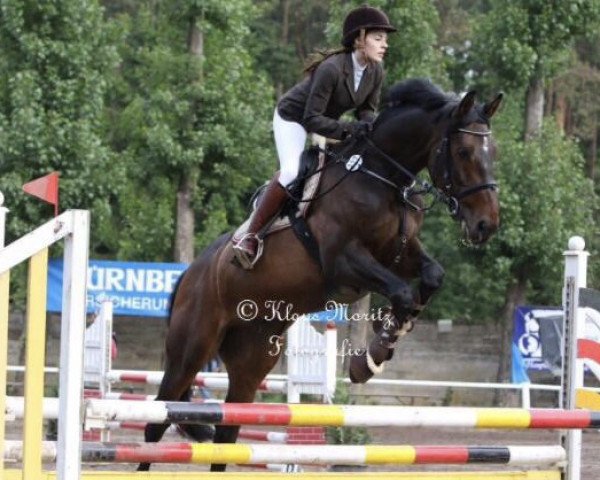 jumper Quinto 59 (KWPN (Royal Dutch Sporthorse), 2004, from Quick Star)