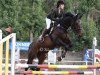 jumper Quinto 59 (KWPN (Royal Dutch Sporthorse), 2004, from Quick Star)