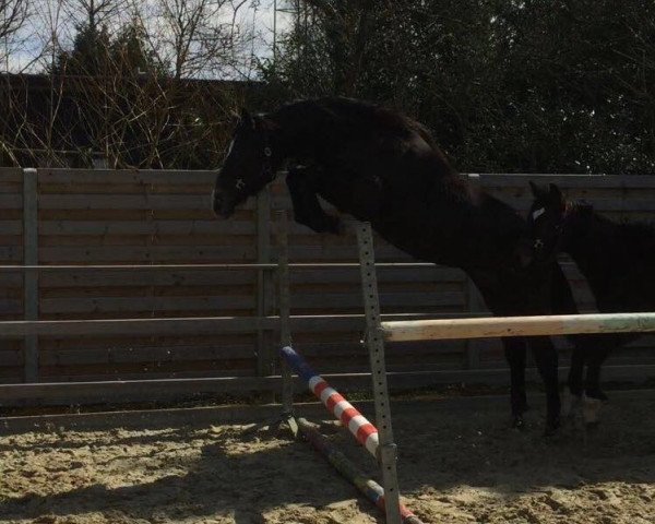 Zuchtstute Jingle Star PZ (Zangersheide Reitpferd, 2014, von Big Star Jr KZ)