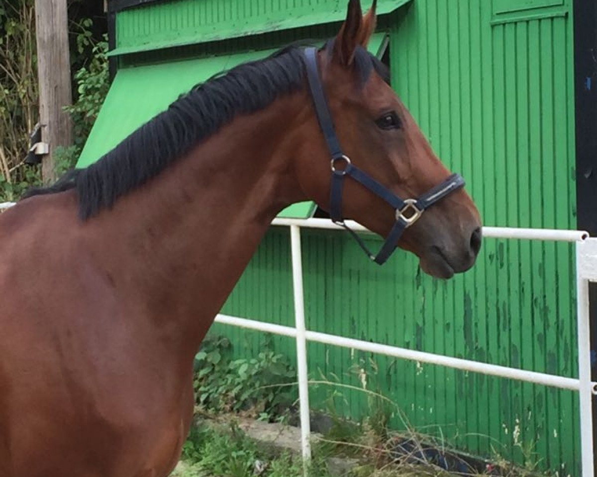 dressage horse Fidora 5 (Westphalian, 2010, from Fleury)