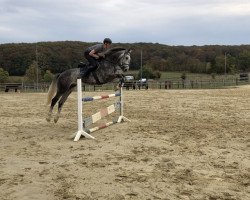 jumper Carolio (Oldenburg show jumper, 2013, from Caroly)