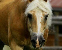 stallion Mithras (Haflinger, 1983, from 1262 Midas)