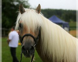 broodmare Madonna 267 (Haflinger, 2001, from Mithras)