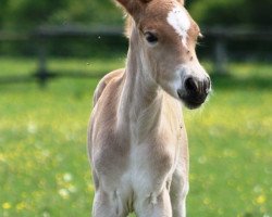 Zuchtstute Makani (Haflinger, 2017, von Marengo 250)