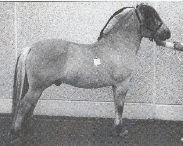 stallion Kestor (Fjord Horse,  , from Tunar N.1646)