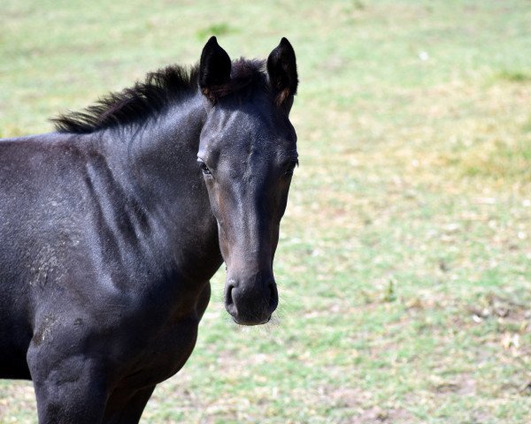 jumper Corona of Escus Z (Zangersheide riding horse, 2017, from Cornet Obolensky)