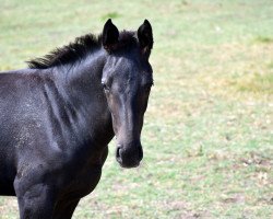 horse Corona of Escus Z (Zangersheide Reitpferd, 2017, from Cornet Obolensky)