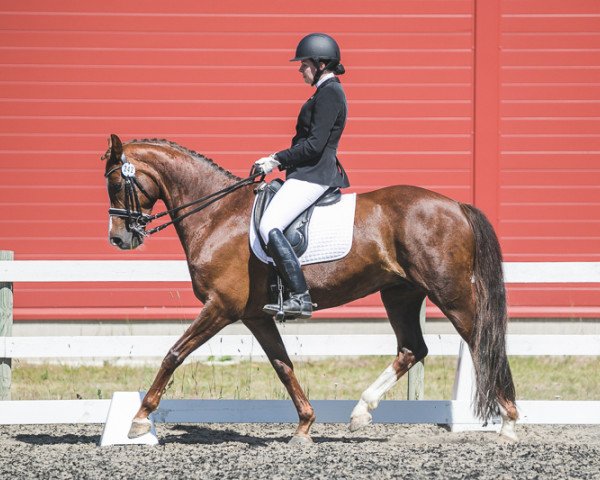 Zuchtstute Royal Romance (Dänisches Warmblut, 2008, von Don Romantic)