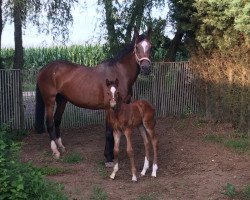 jumper Mestrom P (KWPN (Royal Dutch Sporthorse), 2017, from Entertainer)