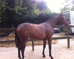 broodmare Gigi-P (KWPN (Royal Dutch Sporthorse), 2011, from Diarado)