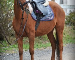 Springpferd Starlights Jaridah (Deutsches Reitpony, 2009, von Namao)