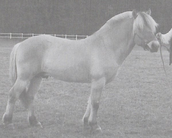 Deckhengst Minka (Fjordpferd, 1992, von Havstad)