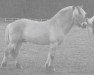 stallion Minka (Fjord Horse, 1992, from Havstad)