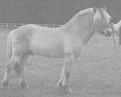 stallion Minka (Fjord Horse, 1992, from Havstad)