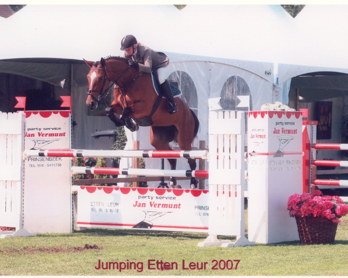 Zuchtstute Uschi-P (KWPN (Niederländisches Warmblut), 2001, von Voltaire)