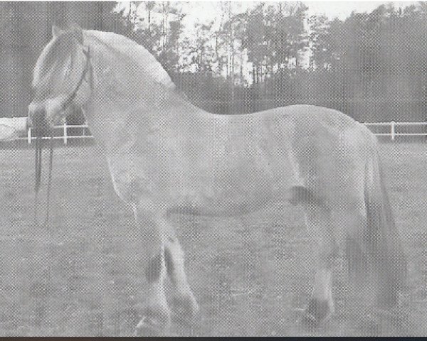 stallion Vikar N.2651 (Fjord Horse, 1990, from Holar N.1963)