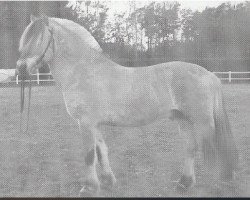 Deckhengst Vikar N.2651 (Fjordpferd, 1990, von Holar N.1963)