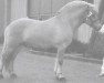 stallion Tao (Fjord Horse, 1991, from Gnist)