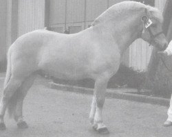 stallion Tao (Fjord Horse, 1991, from Gnist)