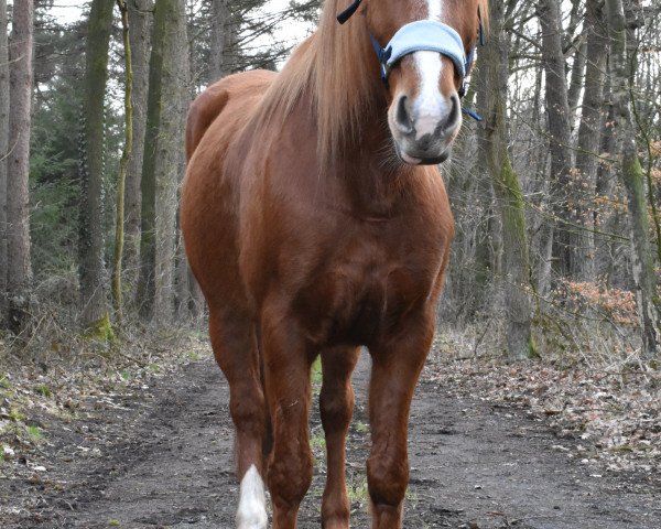 Springpferd Sendy 21 (Quarter Horse, 2006)