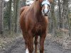 Springpferd Sendy 21 (Quarter Horse, 2006)