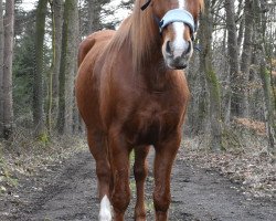 Springpferd Sendy 21 (Quarter Horse, 2006)