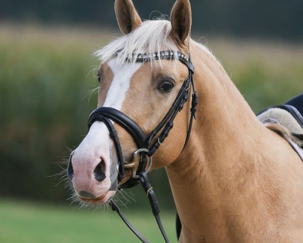dressage horse Djali Gold J (German Riding Pony, 2014, from Djalisco J)