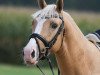 dressage horse Djali Gold J (German Riding Pony, 2014, from Djalisco J)