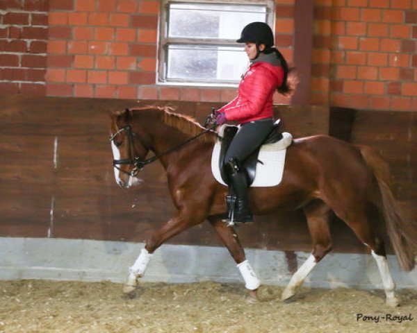 dressage horse Djaluna J (German Riding Pony, 2015, from Djalisco J)