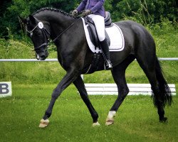 dressage horse Honeybee 14 (Hanoverian, 2010, from Hohenzollern)