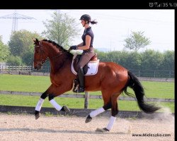 dressage horse Aber Hallo 41 (Westphalian, 2014, from Asca Z)