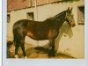 broodmare Double Fantasy (Oldenburg, 1990, from Domino)